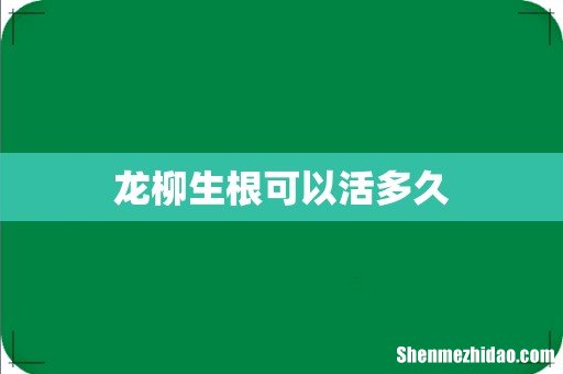 龙柳生根可以活多久