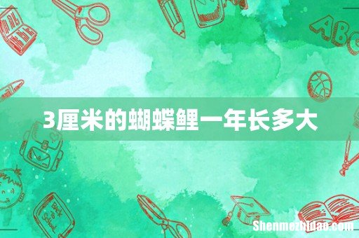 3厘米的蝴蝶鲤一年长多大