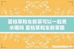 夏枯草和车前草可以一起煮水喝吗 夏枯草和车前草能降血压吗