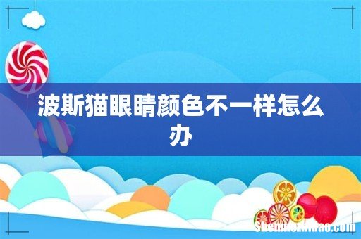 波斯猫眼睛颜色不一样怎么办
