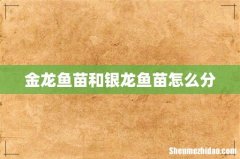金龙鱼苗和银龙鱼苗怎么分