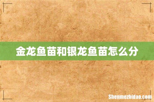 金龙鱼苗和银龙鱼苗怎么分