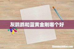 灰鹦鹉和蓝黄金刚哪个好