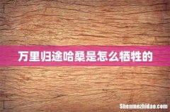 万里归途哈桑是怎么牺牲的