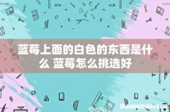 蓝莓上面的白色的东西是什么 蓝莓怎么挑选好