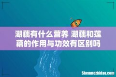 湖藕有什么营养 湖藕和莲藕的作用与功效有区别吗