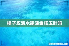 橘子皮泡水能浇金枝玉叶吗