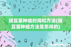 豌豆苗种植方法是怎样的 豌豆苗种植时间和方法