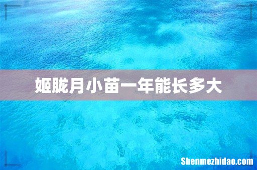 姬胧月小苗一年能长多大