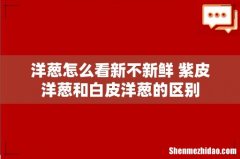 洋葱怎么看新不新鲜 紫皮洋葱和白皮洋葱的区别