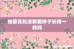 格桑花和波斯菊种子长得一样吗