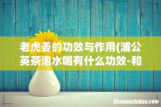 浦公英茶泡水喝有什么功效-和作用老虎姜的做法有哪些- 老虎姜的功效与作用