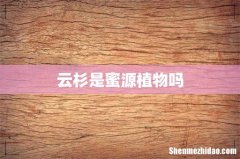 云杉是蜜源植物吗