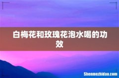 白梅花和玫瑰花泡水喝的功效