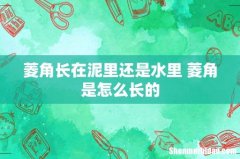 菱角长在泥里还是水里 菱角是怎么长的
