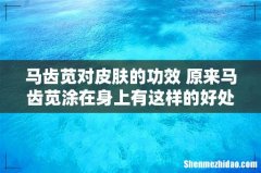 马齿苋对皮肤的功效 原来马齿苋涂在身上有这样的好处
