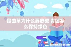 鼠曲草为什么要放碱 青团怎么保持绿色