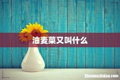 油麦菜又叫什么