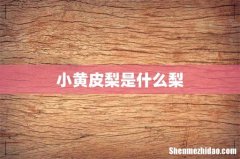 小黄皮梨是什么梨