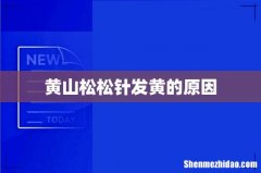 黄山松松针发黄的原因