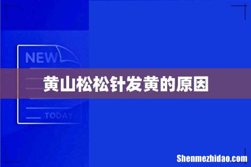 黄山松松针发黄的原因