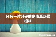 只有一片叶子的东南亚热带植物