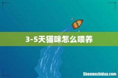 3-5天猫咪怎么喂养