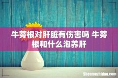 牛蒡根对肝脏有伤害吗 牛蒡根和什么泡养肝