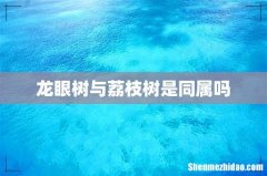 龙眼树与荔枝树是同属吗