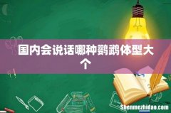 国内会说话哪种鹦鹉体型大个
