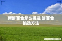 新鲜百合怎么挑选 鲜百合挑选方法
