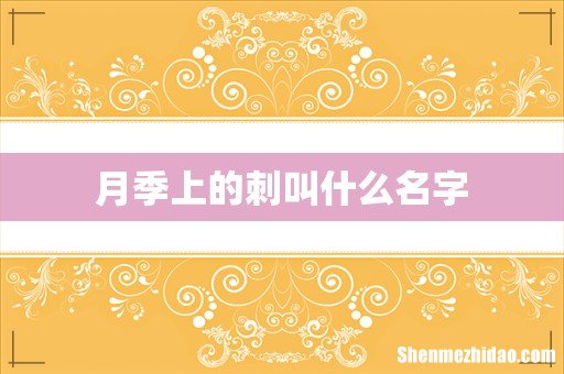 月季上的刺叫什么名字
