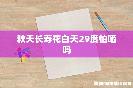 秋天长寿花白天29度怕哂吗