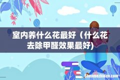室内养什么花最好（什么花去除甲醛效果最好)