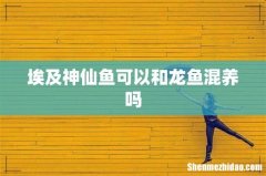 埃及神仙鱼可以和龙鱼混养吗