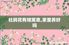 杜鹃花有啥寓意,家里养好吗