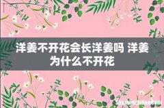 洋姜不开花会长洋姜吗 洋姜为什么不开花