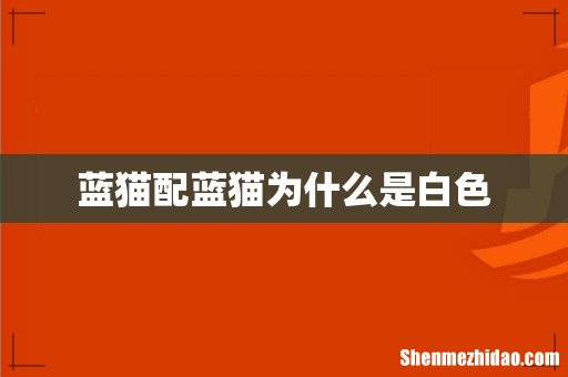 蓝猫配蓝猫为什么是白色