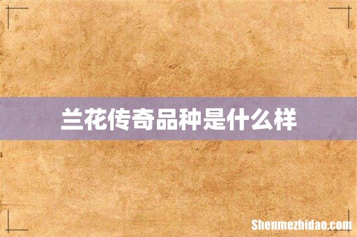 兰花传奇品种是什么样