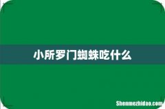 小所罗门蜘蛛吃什么