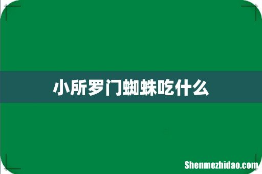 小所罗门蜘蛛吃什么