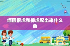 缅因银虎和棕虎配出来什么色