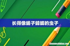 长得像蝎子蟑螂的虫子