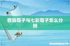 西施荀子与七彩荀子怎么分辨