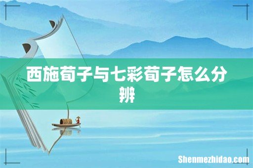 西施荀子与七彩荀子怎么分辨