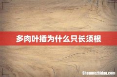 多肉叶插为什么只长须根