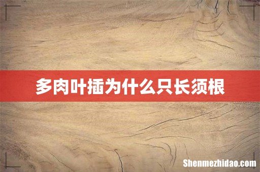 多肉叶插为什么只长须根