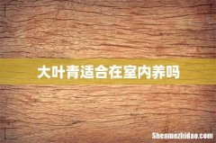 大叶青适合在室内养吗