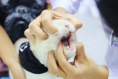拔牙嘴巴漏气多久恢复 拔牙嘴巴漏气多久恢复好
