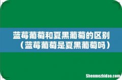 蓝莓葡萄是夏黑葡萄吗 蓝莓葡萄和夏黑葡萄的区别